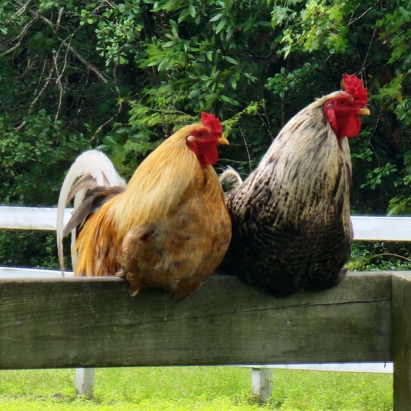 Meet your Posher, Kimberly - Picture 3 of 15